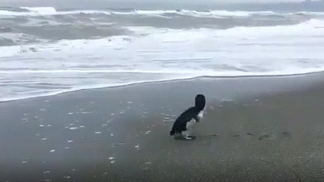 Phản ứng của chú chim cánh cụt nhỏ bé lần đầu được ra biển